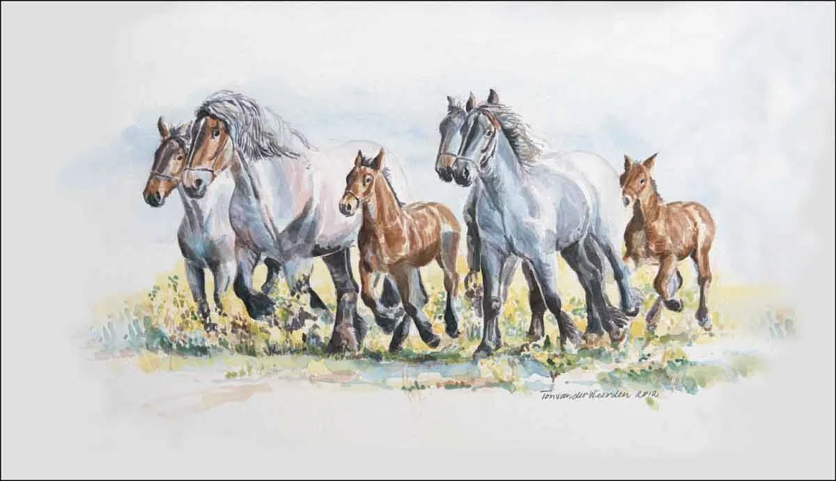 Trekpaarden in galop