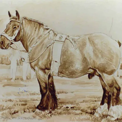 Costaud van Soesterhof