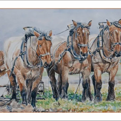 Driespan trekpaarden van Rien Mol