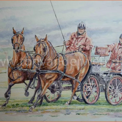 Tweespan pony's in de marathon