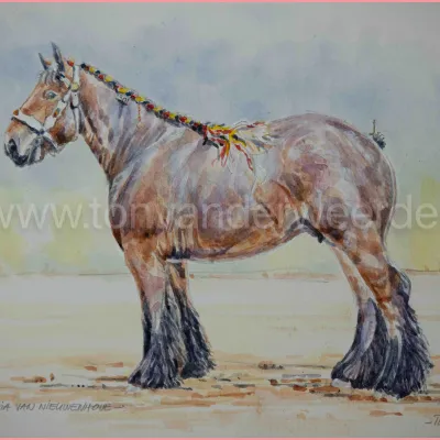 Nadia van Nieuwenhove