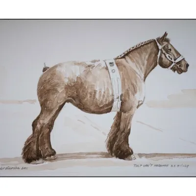 Tulp van het Hooghof