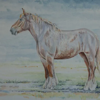 Elixir van Euverbraeke