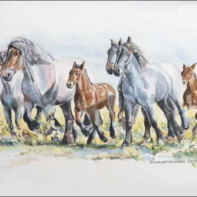 Trekpaarden in galop