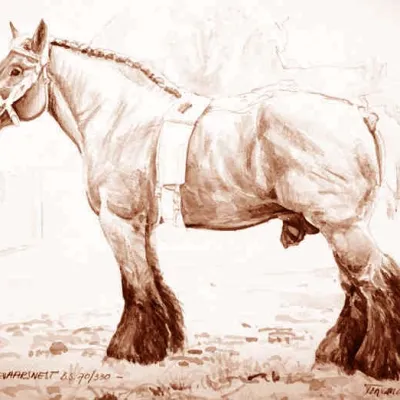 Hardi van het Ooievaarsnest