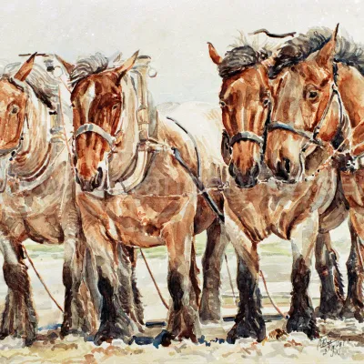 Vierspan Trekpaarden